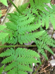 Dryopteris × triploidea