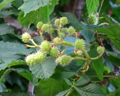 Aesculus hippocastanum