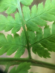 Dryopteris × triploidea