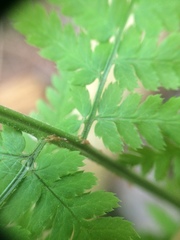 Dryopteris × triploidea