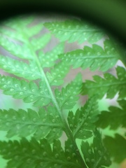 Dryopteris × triploidea