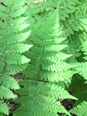 Dryopteris campyloptera