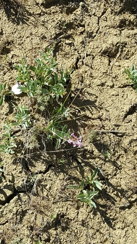Image of Penstemon flowersii by (c) Toby, some rights reserved (CC BY)