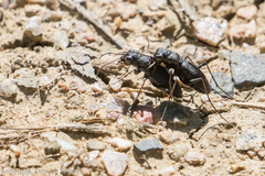 Dromochorus belfragei