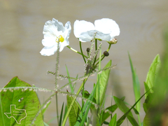 Echinodorus cordifolius