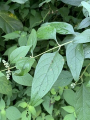Buddleja pulchella