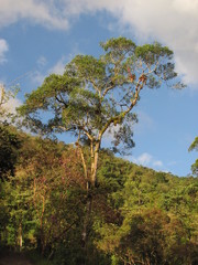 Sapium stylare