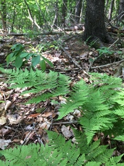 Dryopteris campyloptera