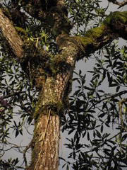 Sapium stylare