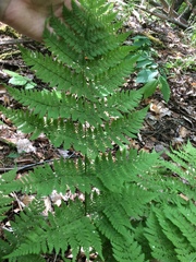 Dryopteris campyloptera