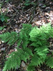 Dryopteris campyloptera