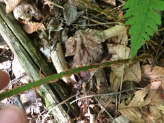 Dryopteris campyloptera