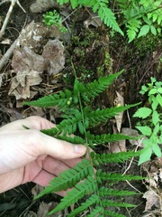 Dryopteris × uliginosa