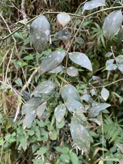 Carissa bispinosa zambesiensis