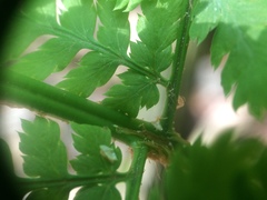 Dryopteris campyloptera