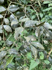 Carissa bispinosa zambesiensis