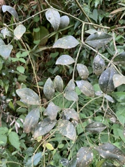 Carissa bispinosa zambesiensis