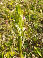 Brachystele unilateralis