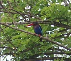 Halcyon cyanoventris