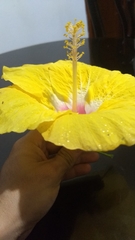 Hibiscus rosa-sinensis