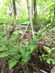 Dryopteris × uliginosa
