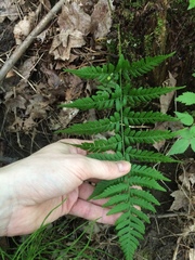 Dryopteris × uliginosa