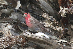 Carpodacus puniceus