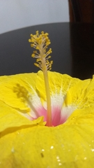 Hibiscus rosa-sinensis