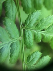 Dryopteris × uliginosa