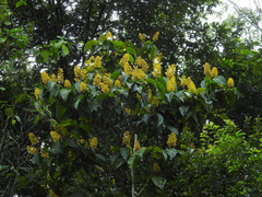 Palicourea guianensis
