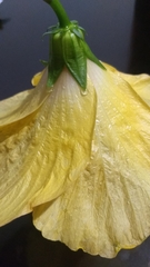 Hibiscus rosa-sinensis