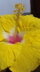 Hibiscus rosa-sinensis