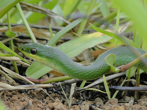 Photo of a Brazilian Green Racer (Philodryas aestiva)