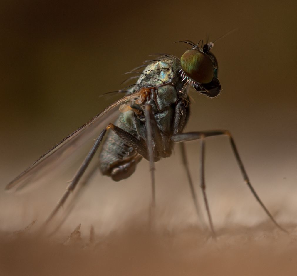 Medetera truncorum