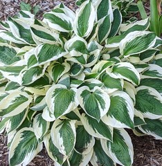 Hosta undulata