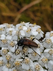 Rhagiini
