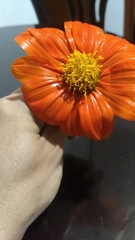 Tithonia rotundifolia