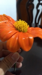Tithonia rotundifolia