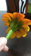 Tithonia rotundifolia