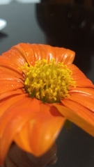 Tithonia rotundifolia
