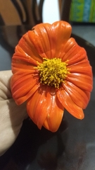 Tithonia rotundifolia