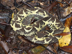 Bothrops jararacussu