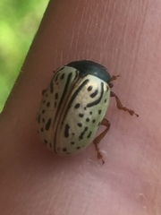 Calligrapha philadelphica