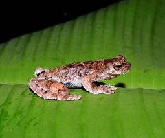 Dendropsophus melanargyreus