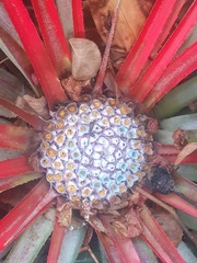 Fascicularia bicolor