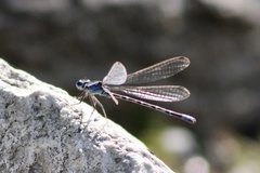 Argia immunda