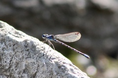 Argia immunda