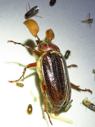 Hammond's Chafer photo 6