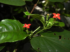 Manettia coccinea