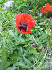 Papaver orientale